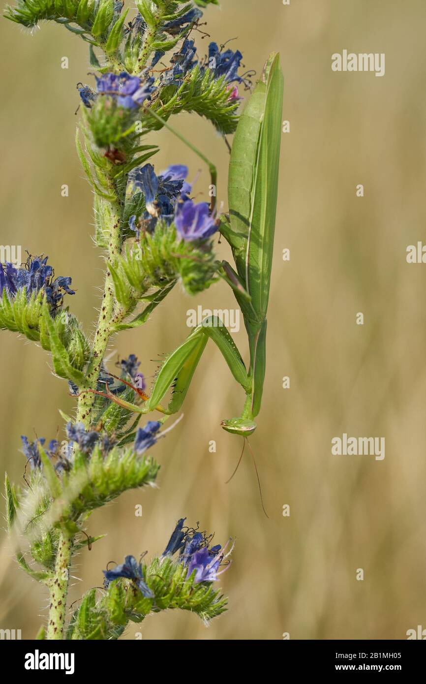 Praying mantis Mantis religiosa in Czech Republic Stock Photo