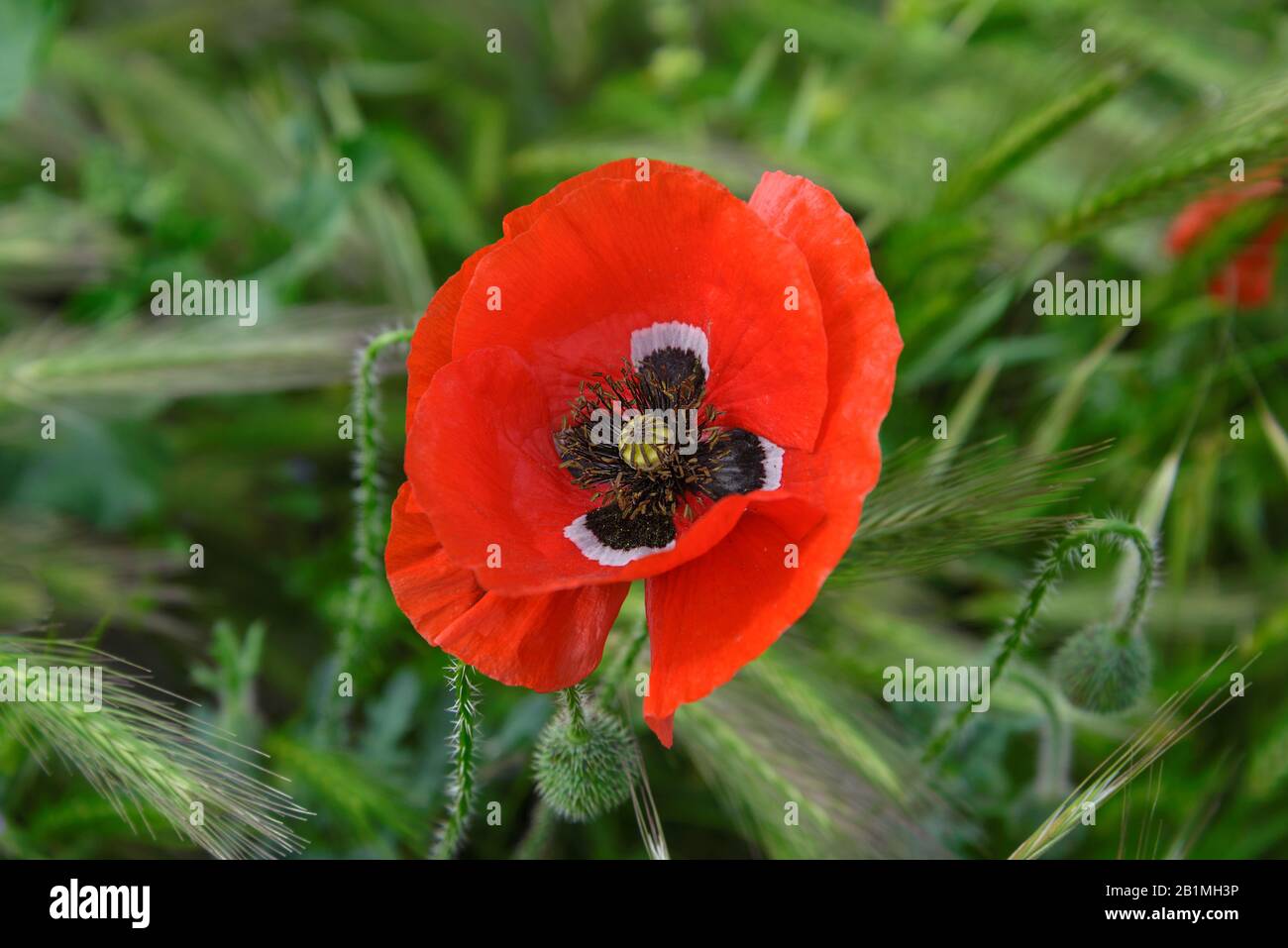 Red poppy flower on a background of green grass Stock Photo