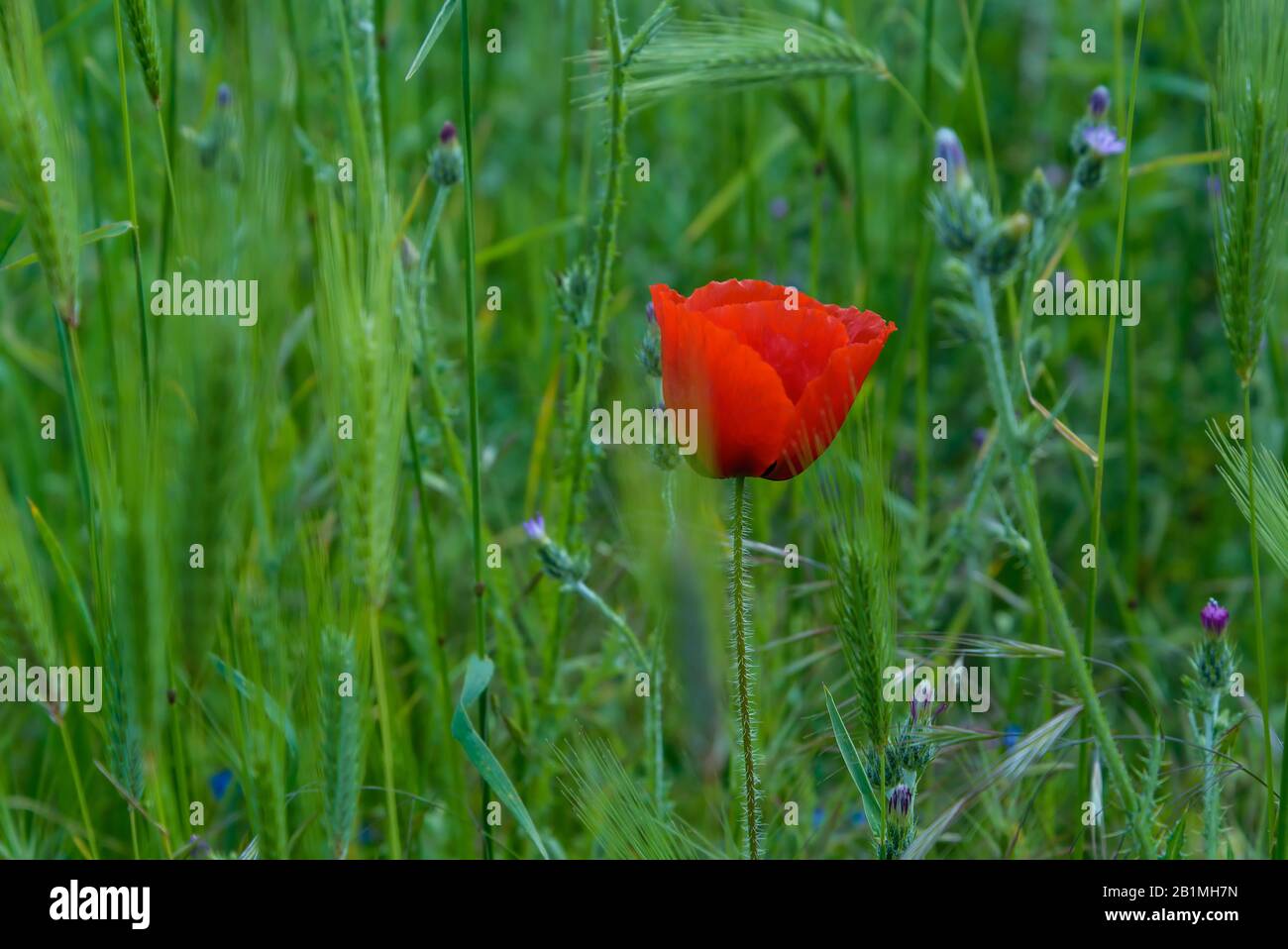 Red poppy flower on a background of green grass Stock Photo