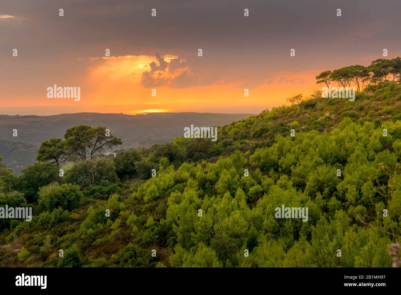 Wald Sonnenuntergang Nationalpark Karmel Gebirge Israel Stock Photo wald-sonnenuntergang-nationalpark-karmel-gebirge-israel-stock-photo