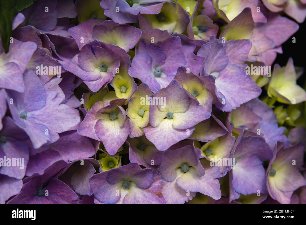Hydrangea flowers blooming in spring Stock Photo