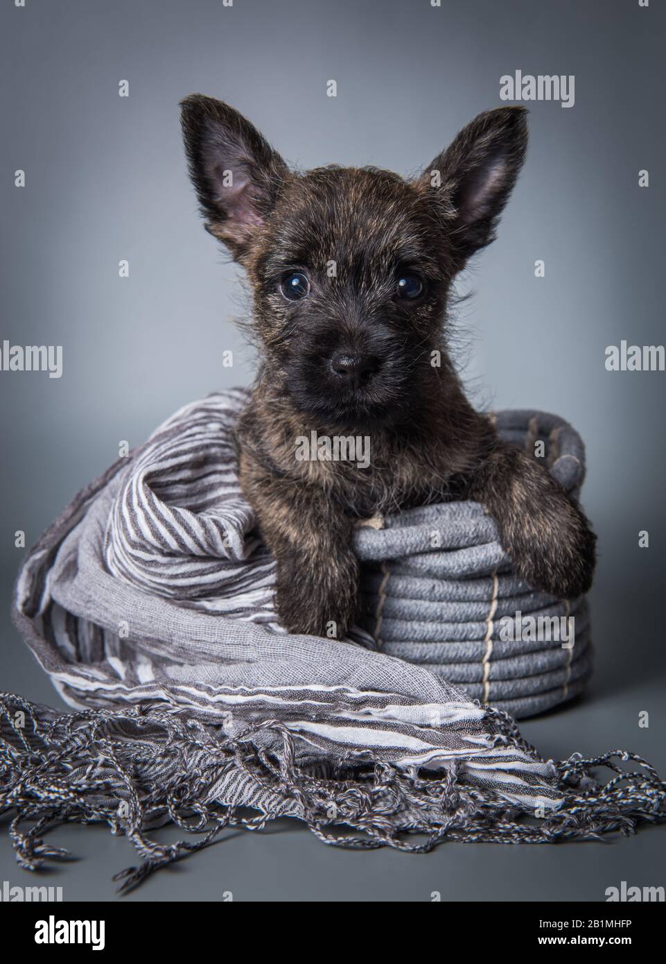 Cairn Terrier puppy dog on gray background Stock Photo