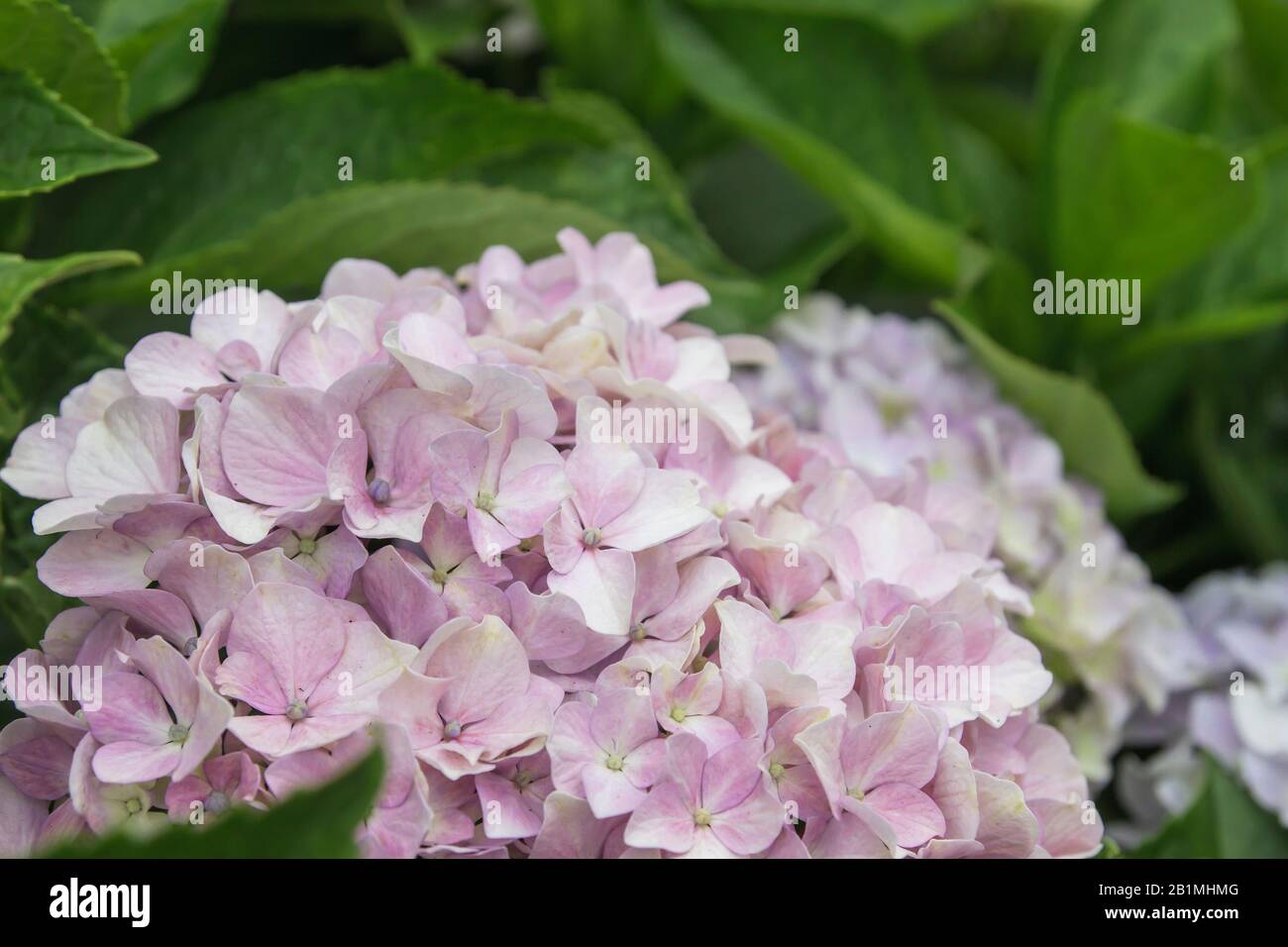 Blue Hydrangea Macrophylla Stock Photos Blue Hydrangea
