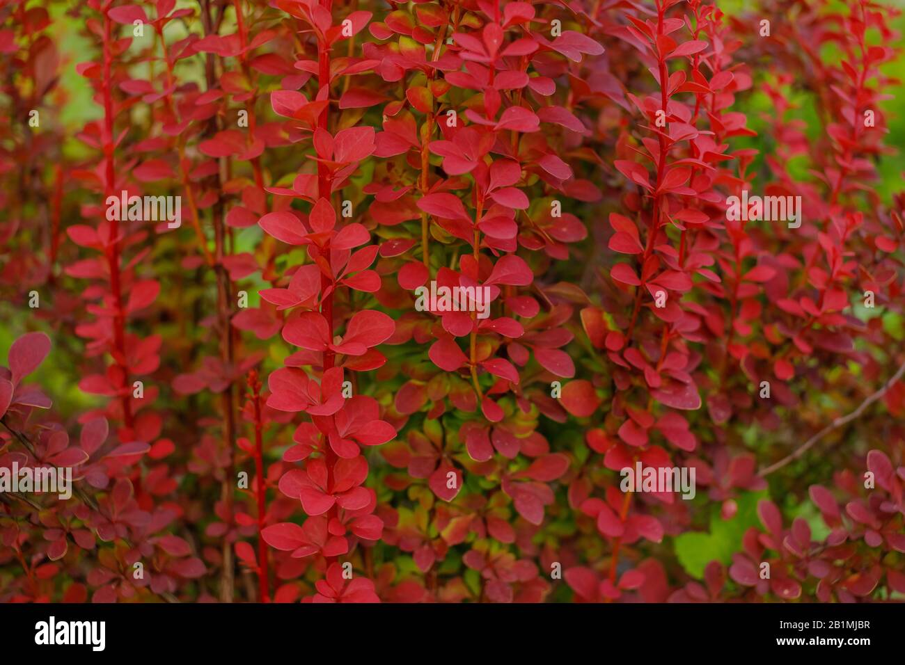 Barberry bush in red color in the garden. Barberry bush background ...