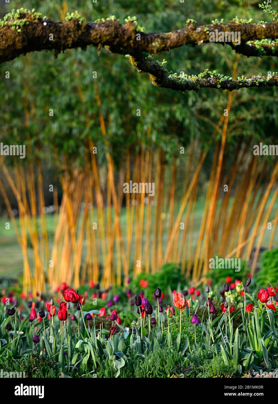 Tulip display,tulips,tulipa,tulip merlot,tulipa continental,tulipa negrita,tulipa black hero,tulipa cherry delight,gardens, Stock Photo