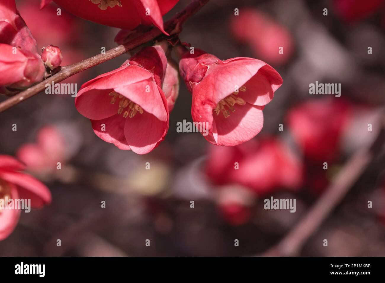 Chaenomeles japonica or maules quince flowers blooming Stock Photo