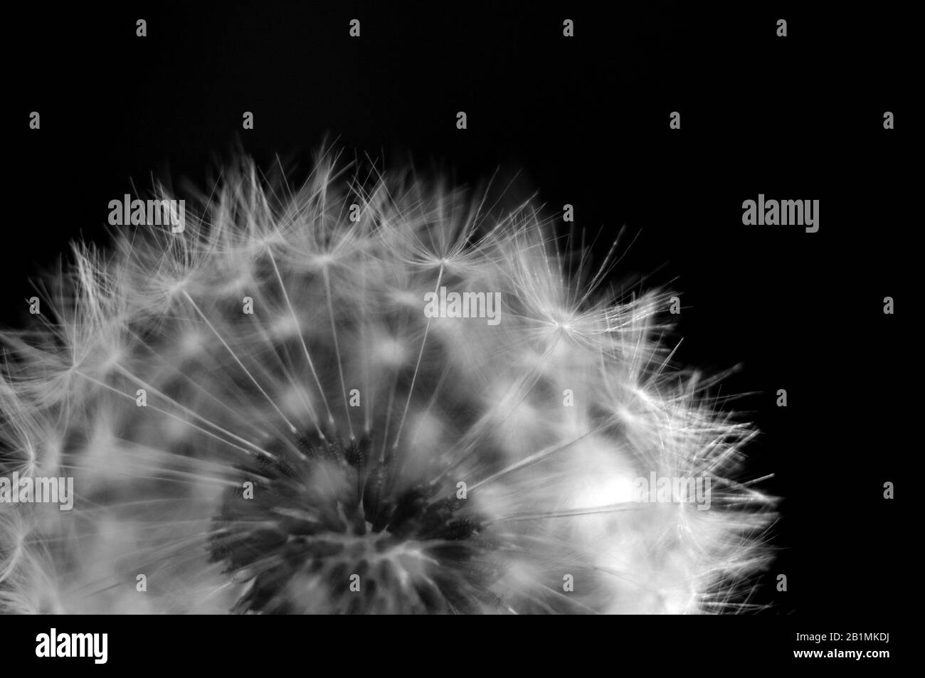 Seed head detail dandelion Black and White Stock Photos & Images - Alamy
