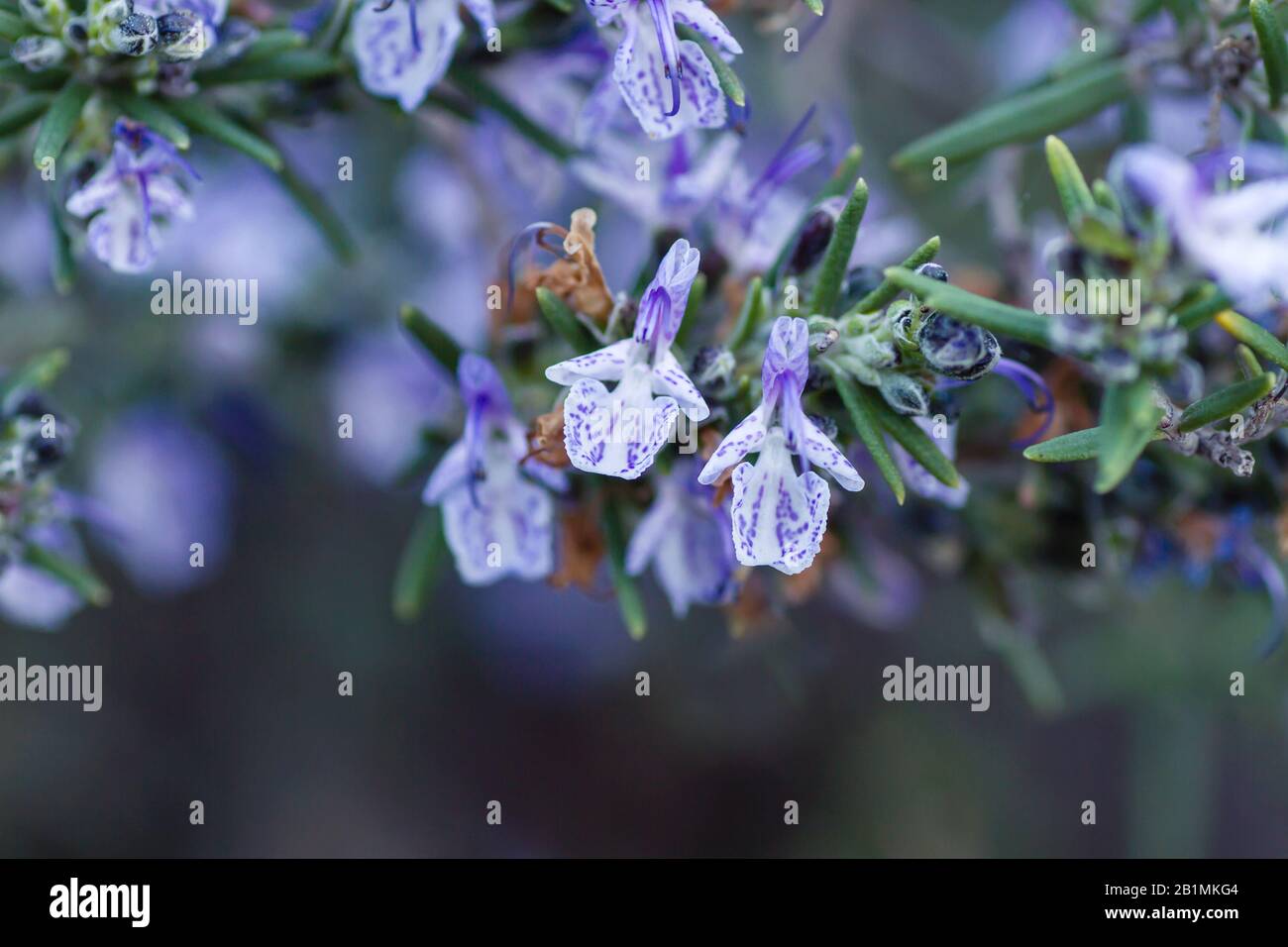 Rosemary purple flowers blooming in spring Stock Photo Alamy