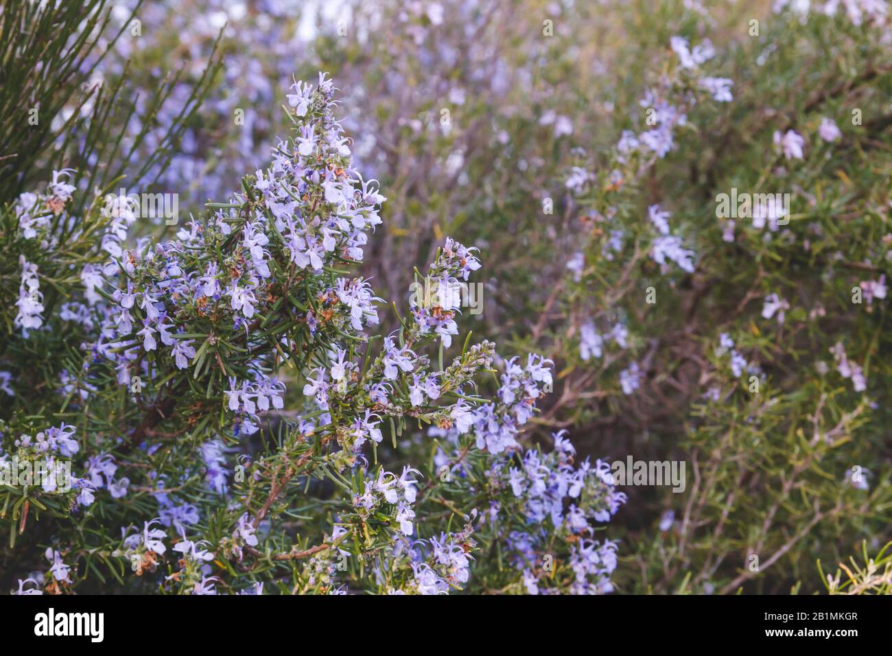 Rosemary purple flowers blooming in spring Stock Photo