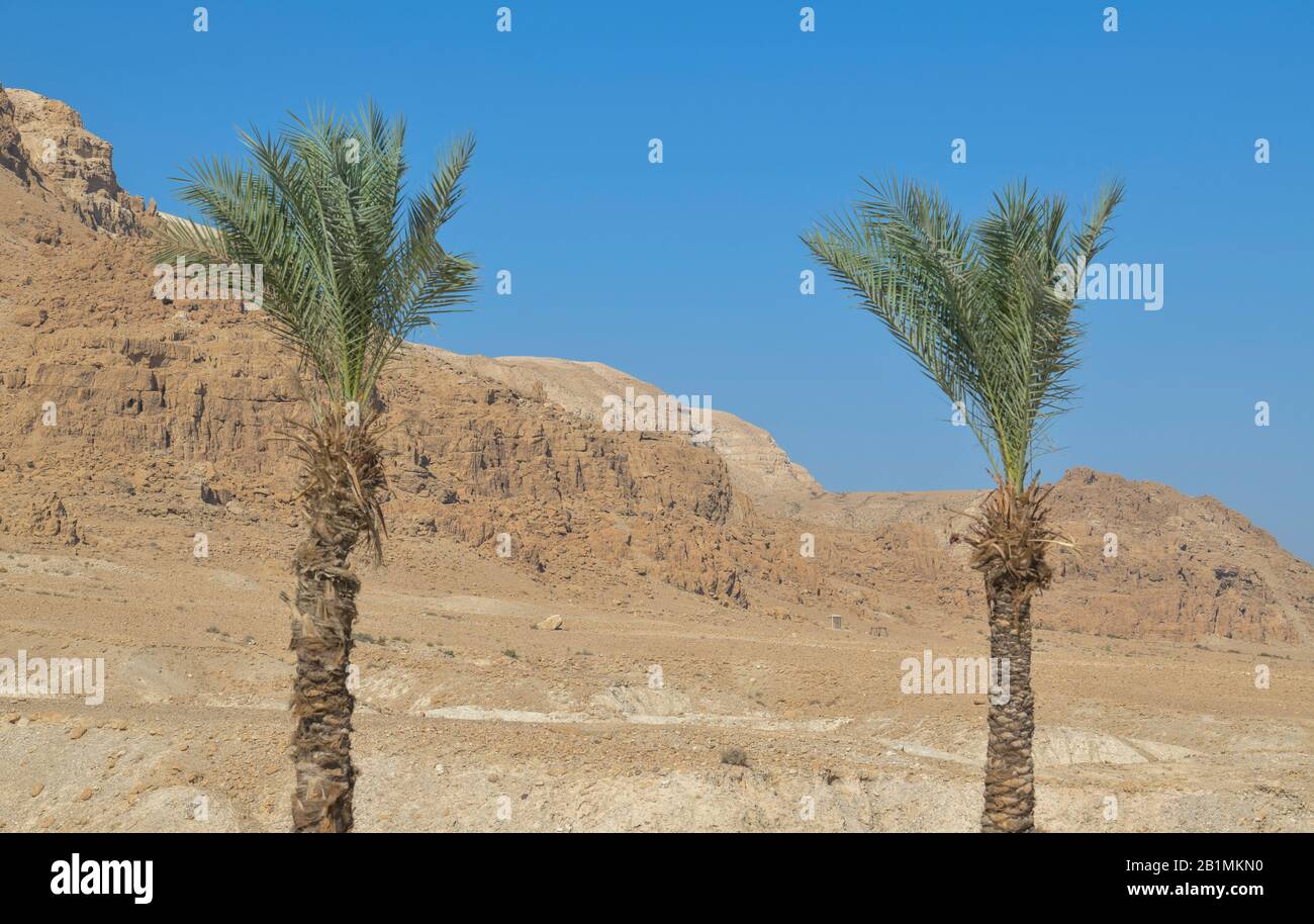 Palmen an der Ausgrabungsstätte Qumran, Israel Stock Photo