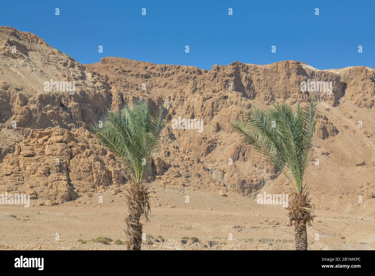 Palmen an der Ausgrabungsstätte Qumran, Israel Stock Photo