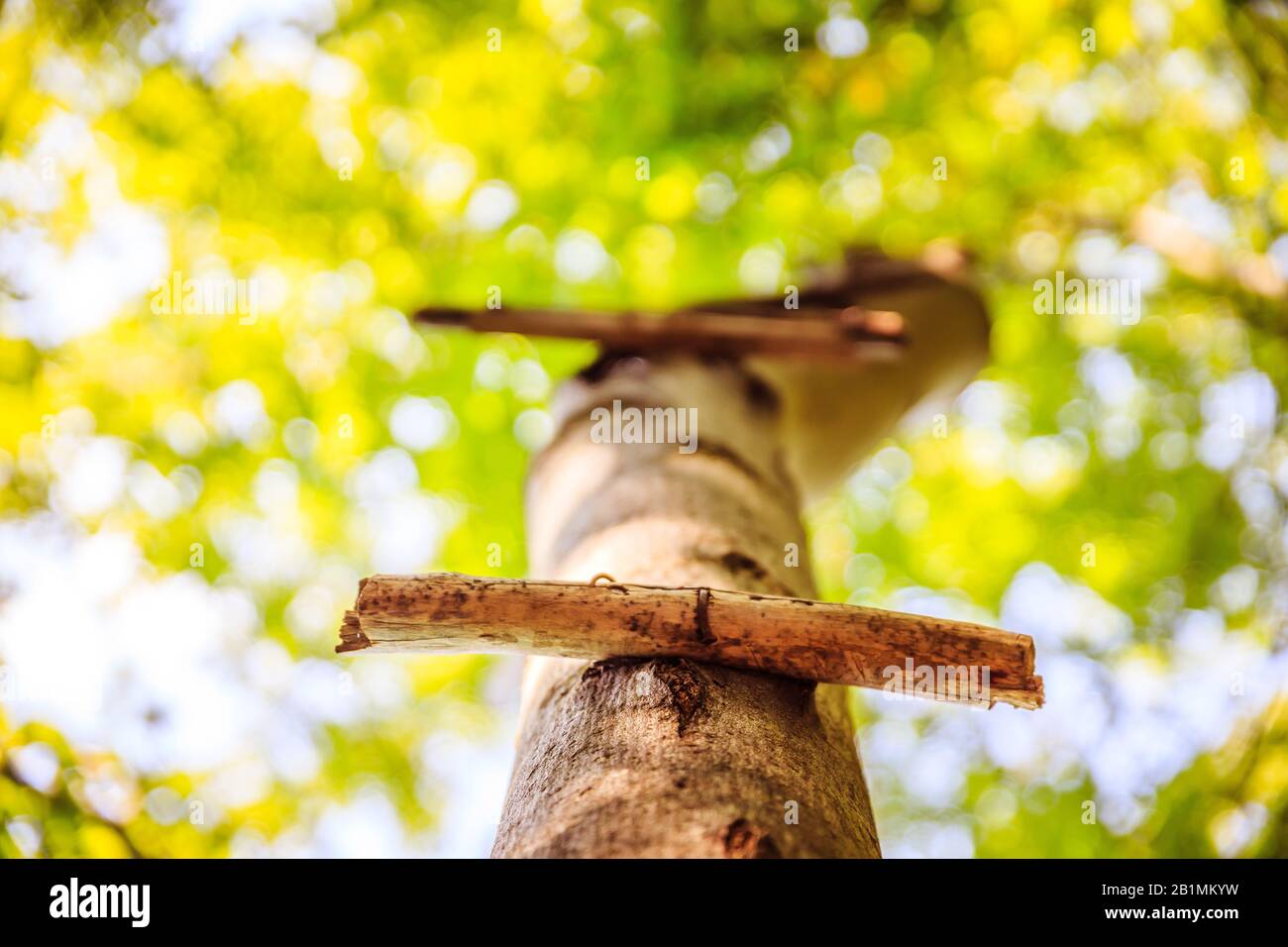 Close up of ladder rung on a tree, outdoors in the wood Stock Photo - Alamy