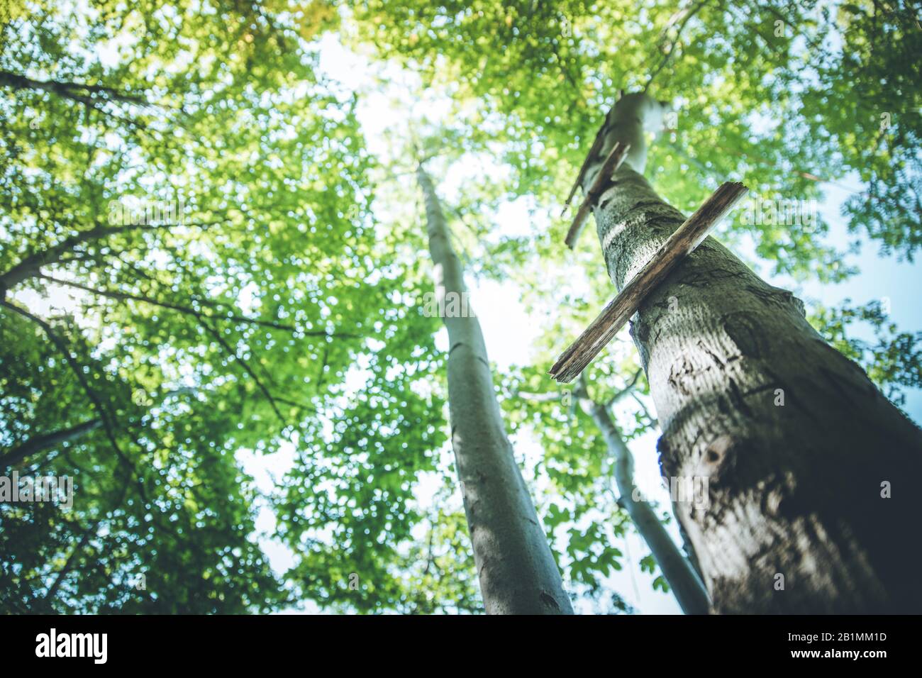 Close up of ladder rung on a tree, outdoors in the wood Stock Photo - Alamy