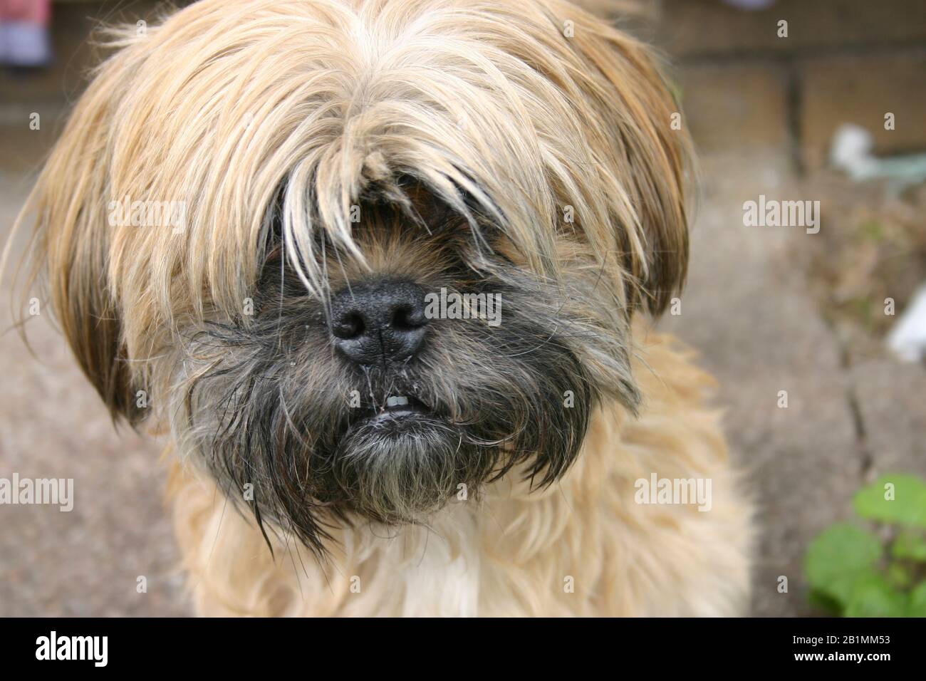 Fluffy dog Stock Photo