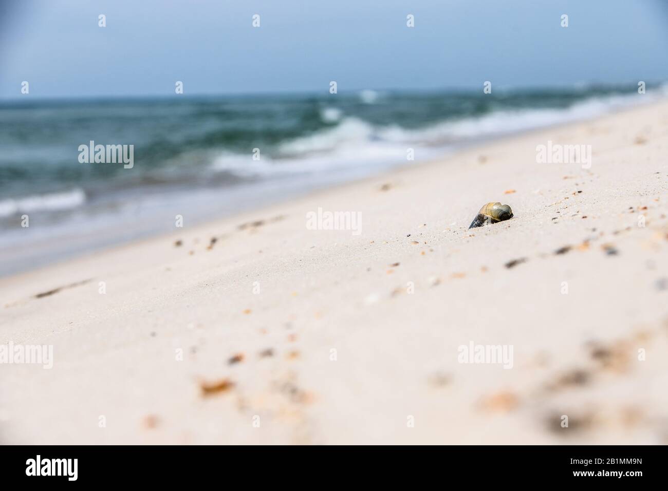 One lonely shell on the beach ahead Stock Photo - Alamy