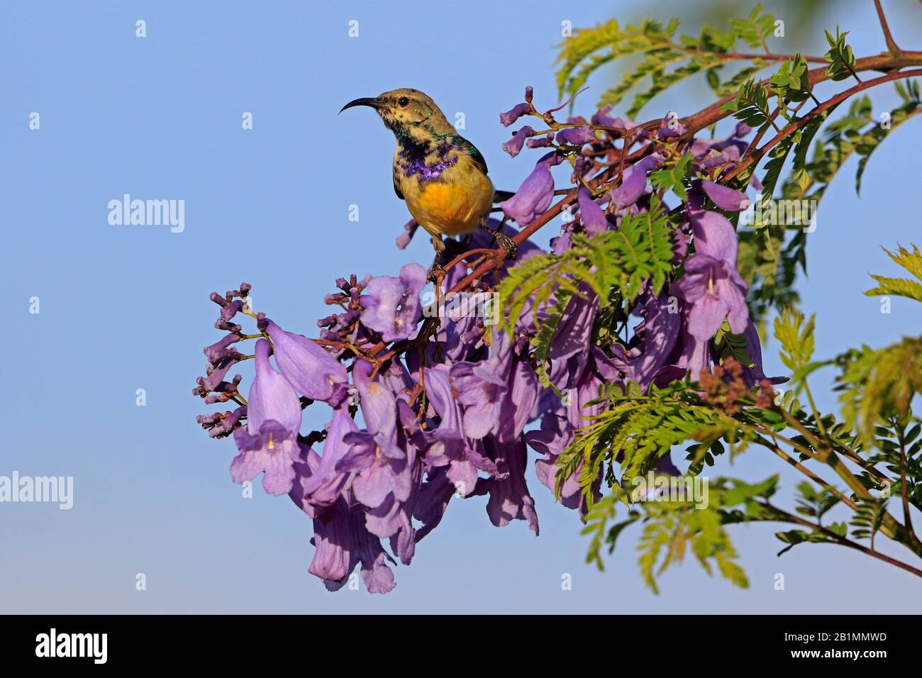 Male Variable Sunbird in a Jacaranda Tree in Ethiopia Stock Photo