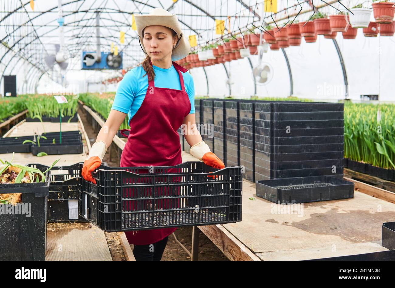 young woman working with plant boxes in an industrial flower greenhouse Stock Photo