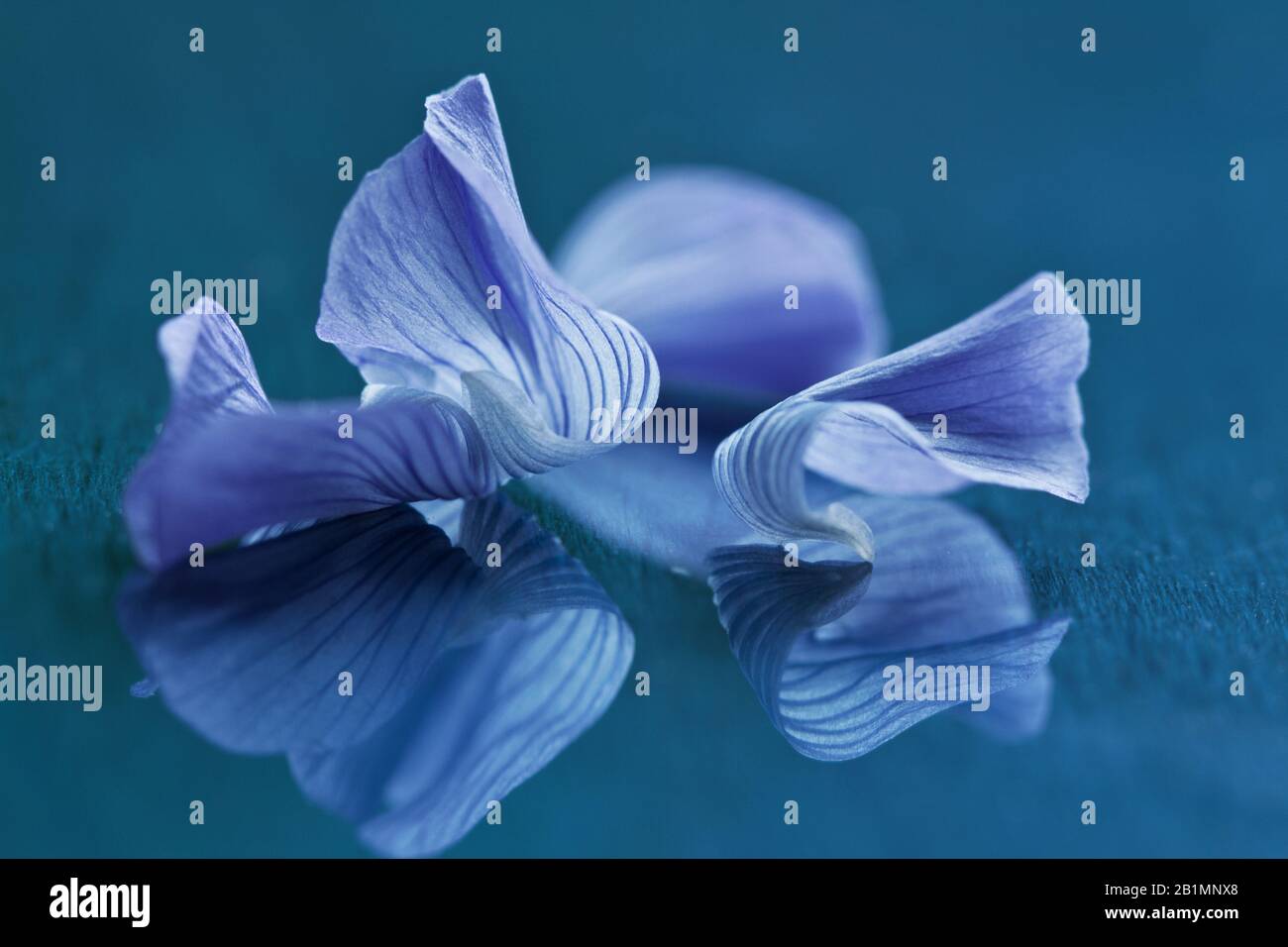 Blaue Blütenblätter der Leinblüte mit Spiegelung Stock Photo