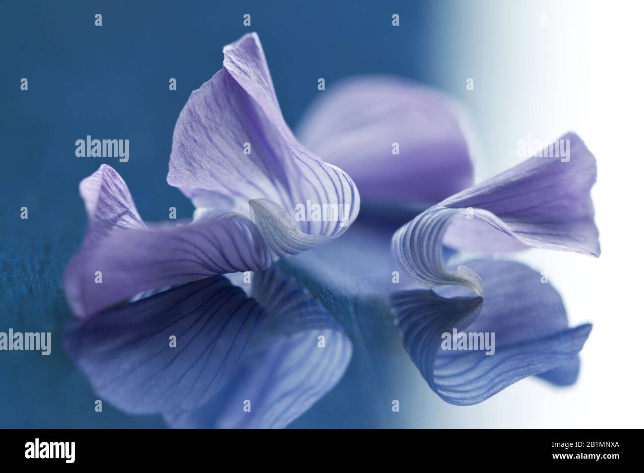 Blaue Blütenblätter der Leinblüte mit Spiegelung Stock Photo