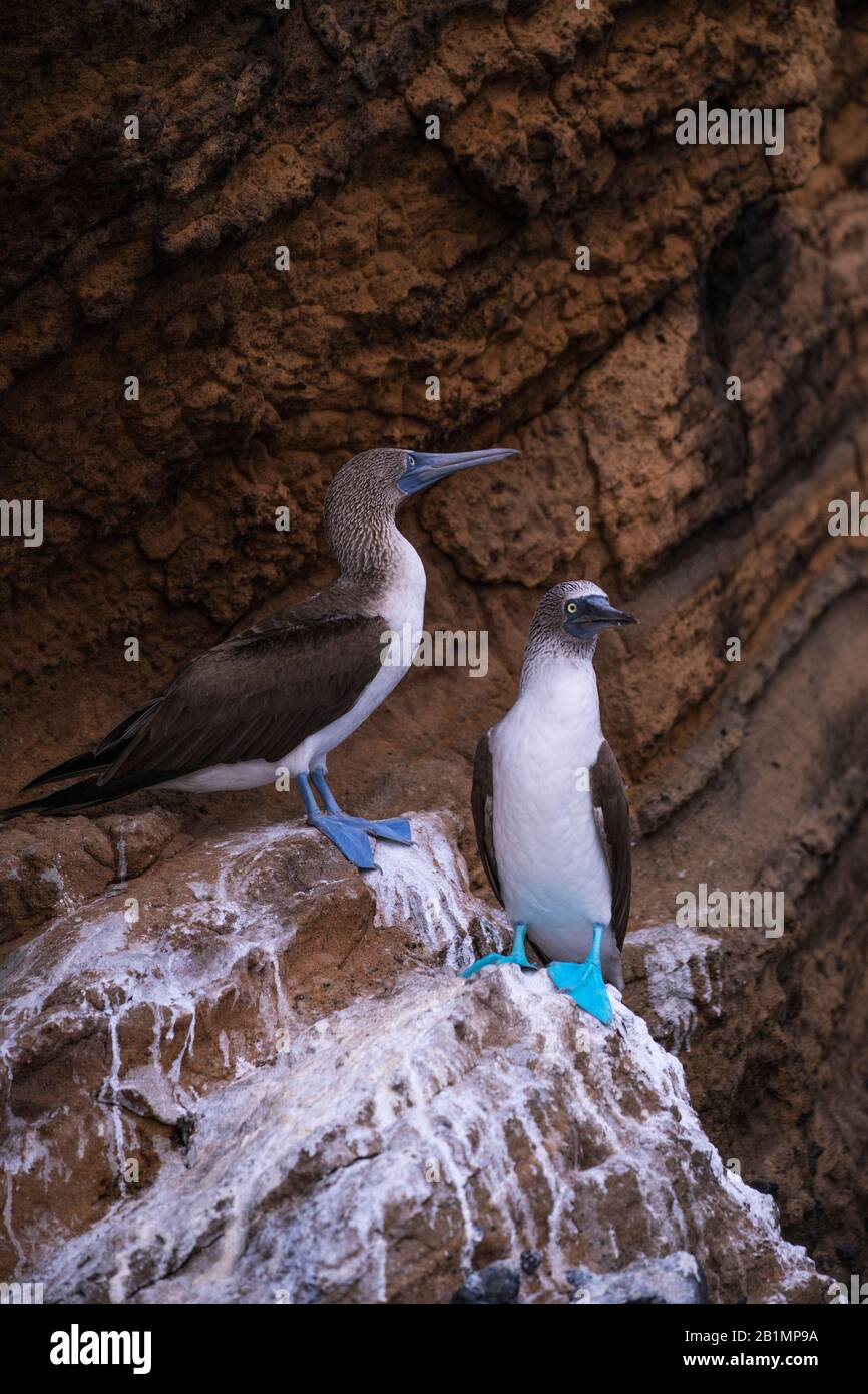 Blue-Footed Boobies (Sula nebouxii) perched on a rock in the Galápagos Islands of Ecuador Stock Photo