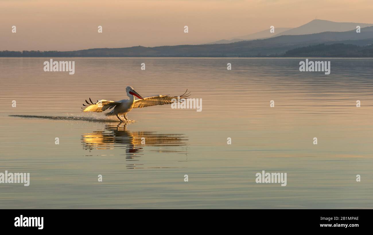 Dalmatian Pelican (Pelecanus crispus) reflected in and just about to land on Lake Kerkini, Northern Greece. Stock Photo