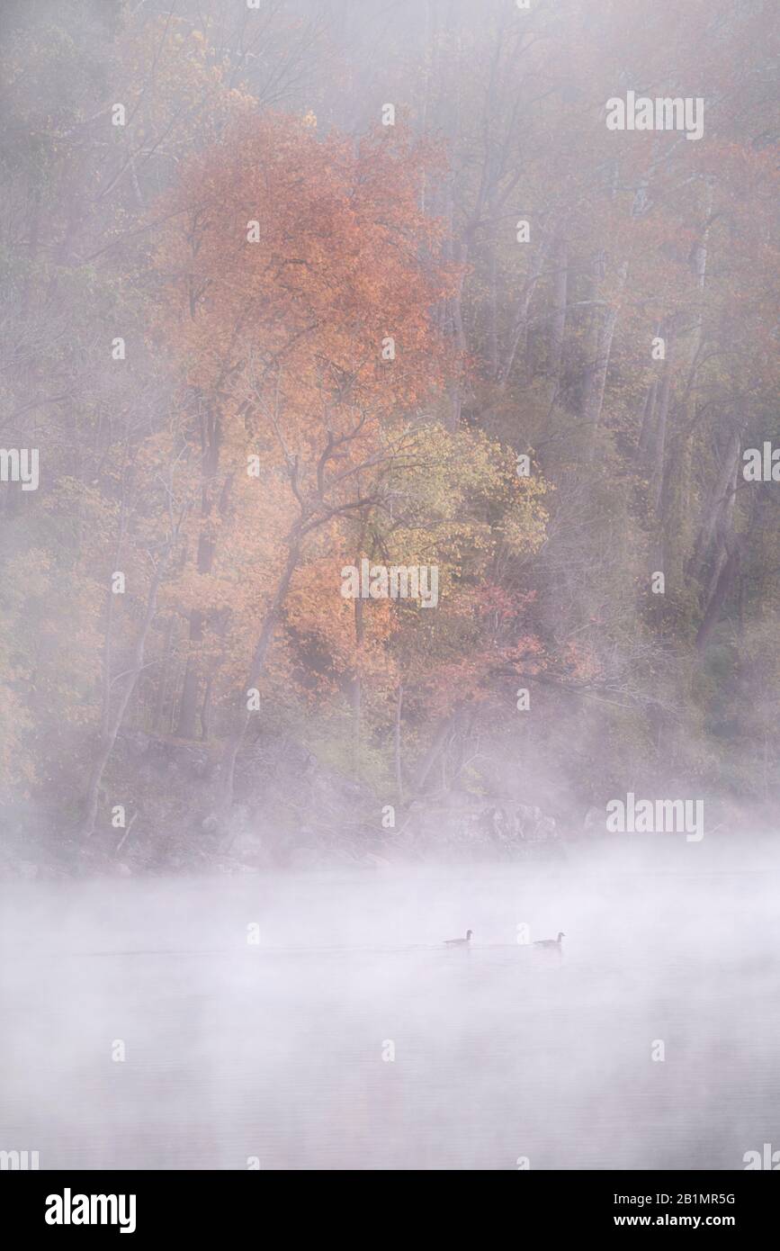 Misty autumn morning along the Widewater section of the C&O Canal, Great Falls National Park, Maryland Stock Photo