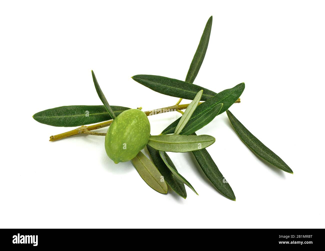 Olive branch with green olives, isolated on white background Stock ...