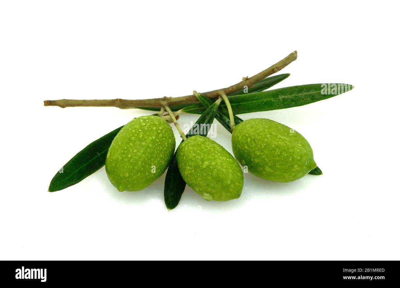 Olive branch with green olives, isolated on white background Stock ...