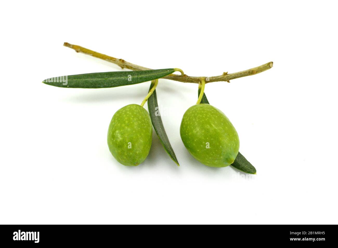 Olive branch with green olives, isolated on white background Stock ...