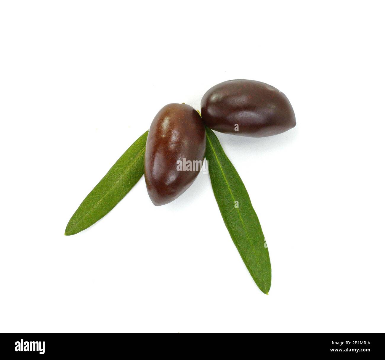 Olive branch with black olives, isolated on white background Stock ...