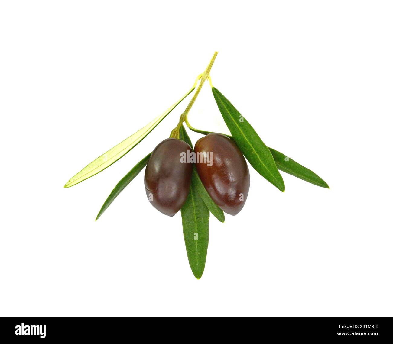 Olive branch with black olives, isolated on white background Stock ...