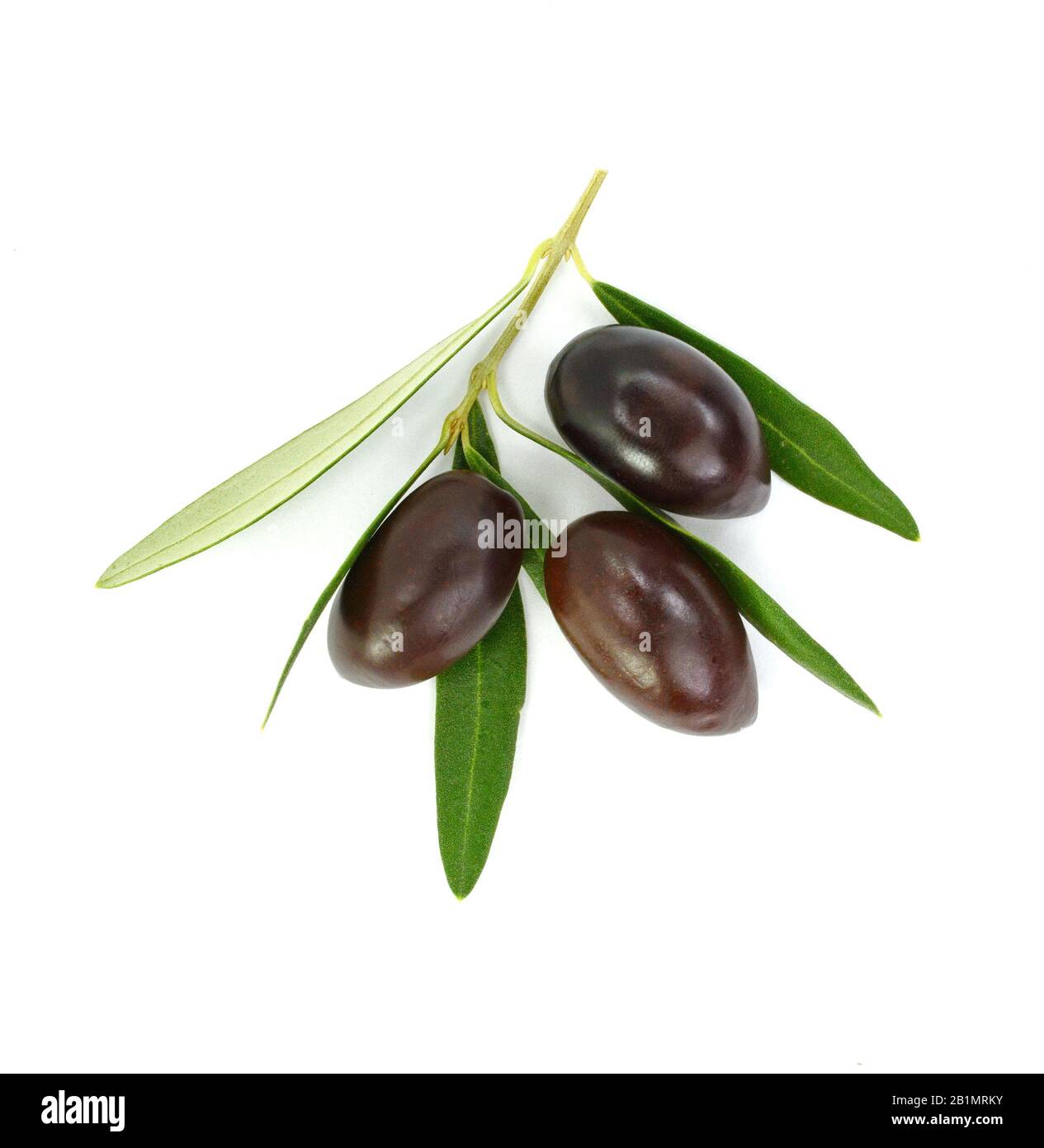 Olive branch with black olives, isolated on white background Stock ...