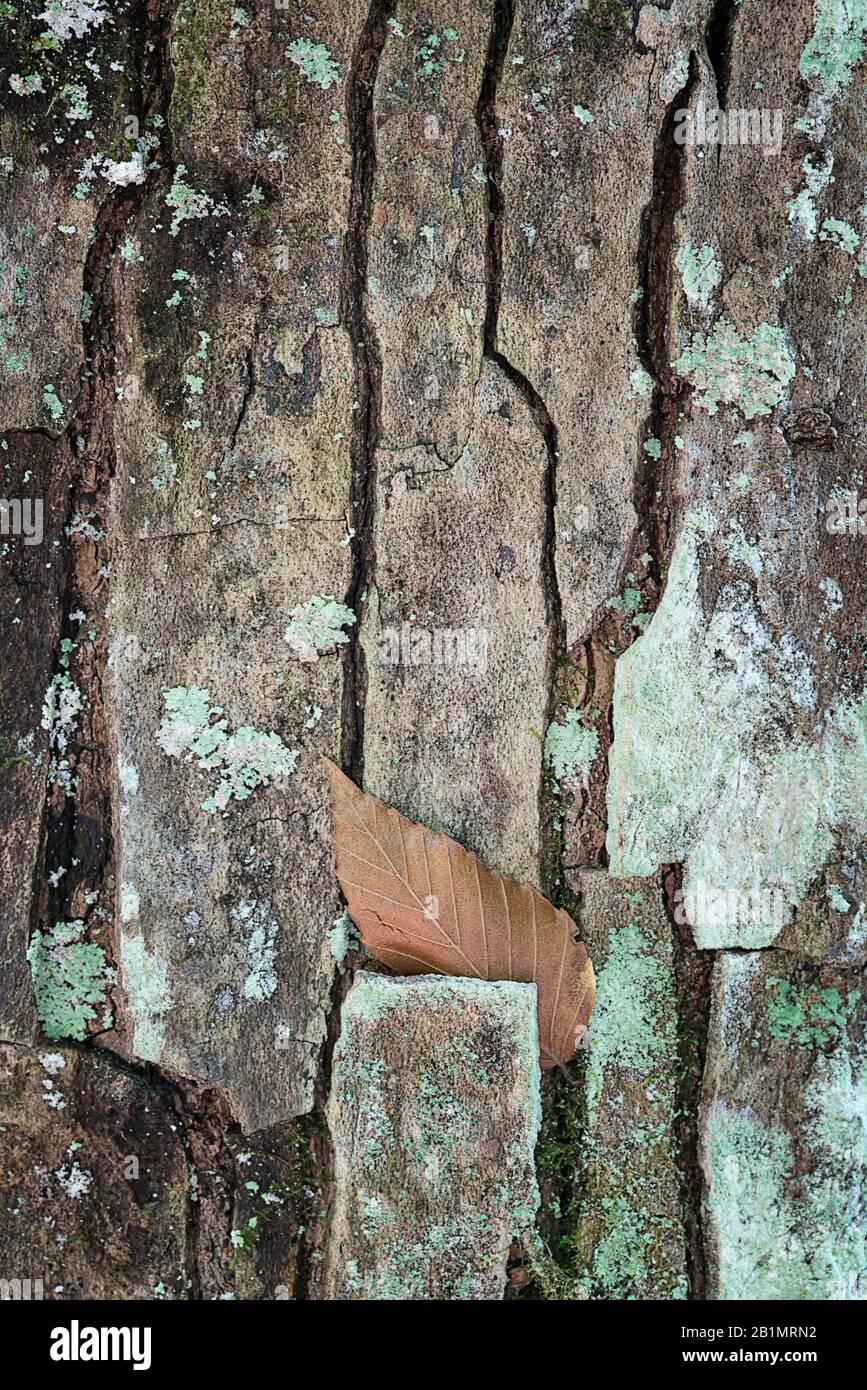 Single tree leaf hi-res stock photography and images - Alamy