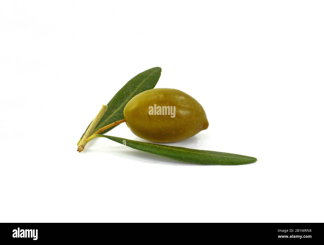 Olive branch with green olives, isolated on white background Stock ...