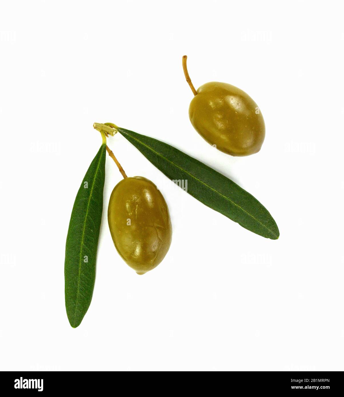 Olive branch with green olives, isolated on white background Stock ...