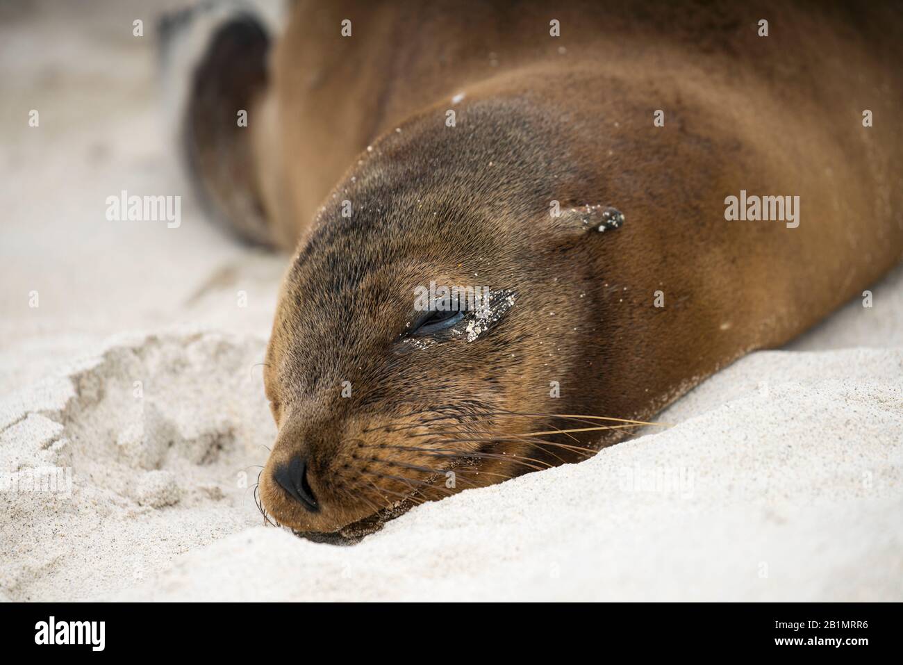 Galapagos seal chilling on beach in Ecuador Stock Photo