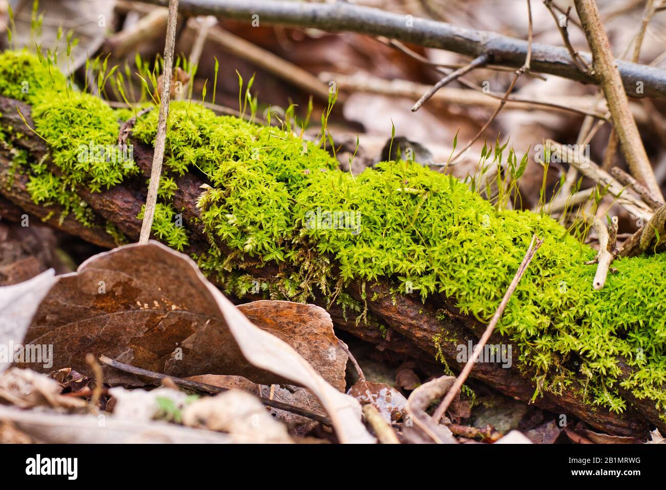 A steel cable lies rusting in the forest and some green foliage has ...