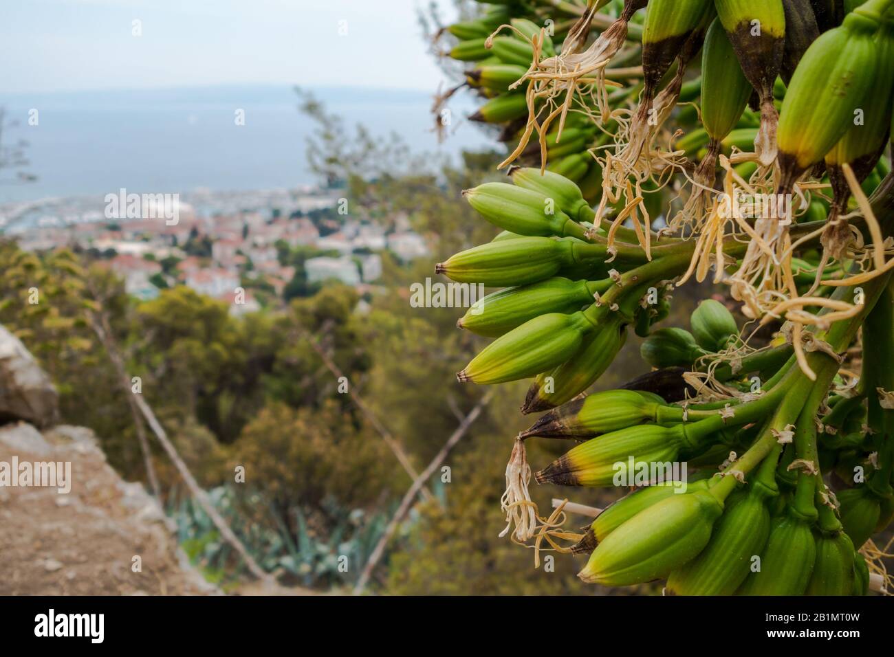 Green plant buds with city of Split in the background and trees in foreground. Royalty free stock photo. Stock Photo