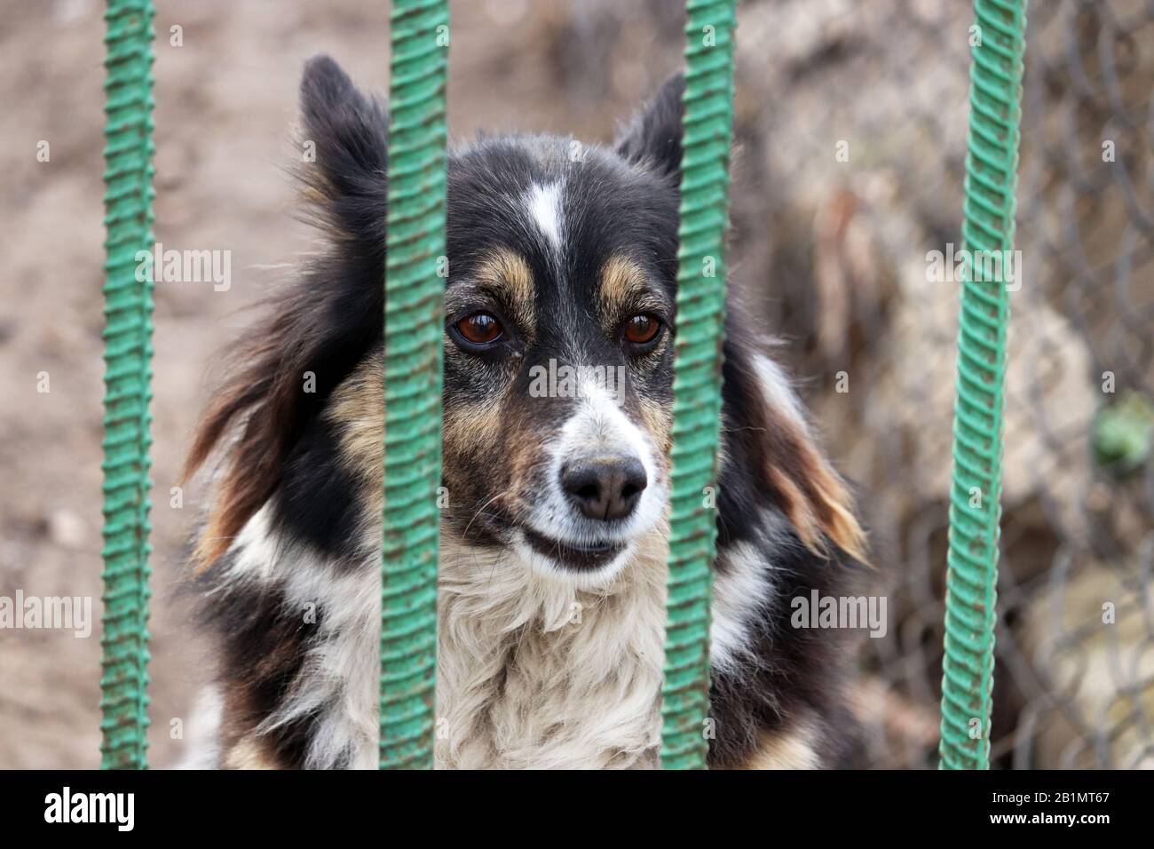 Dog standing behind a metal fence in a yard. Home security or dog shelter concept Stock Photo