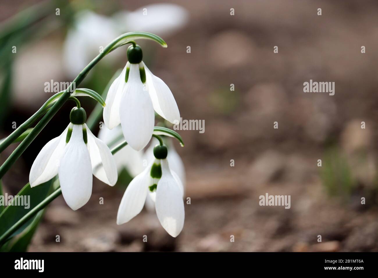 Snowdrops blooming in the forest. First spring flowers close up Stock Photo