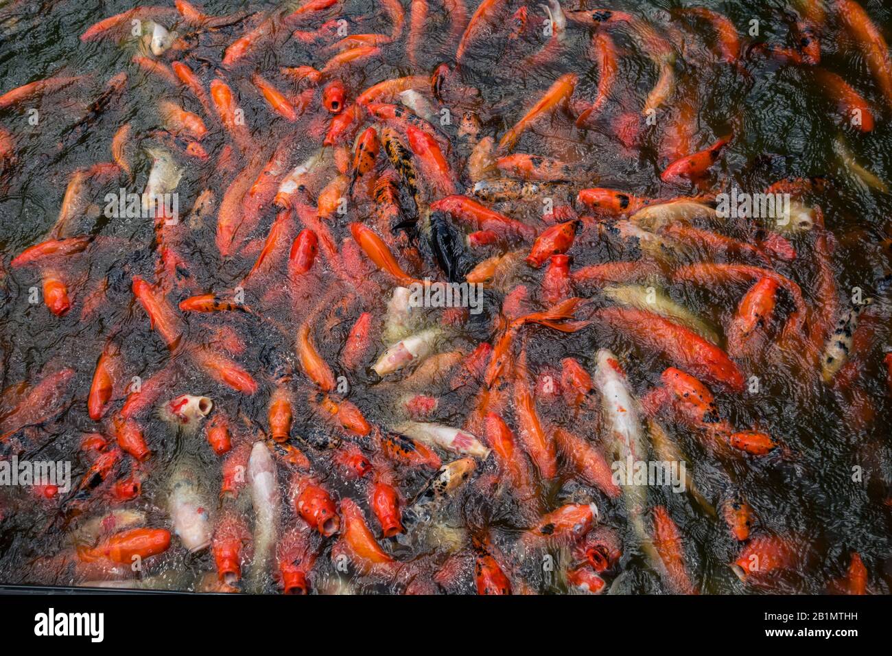 Red koi fish hi-res stock photography and images -