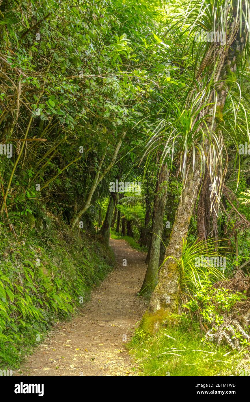 Hiking trail through the jungle at Karangahake Gorge, New Zealand. Royalty free stock photo. Stock Photo