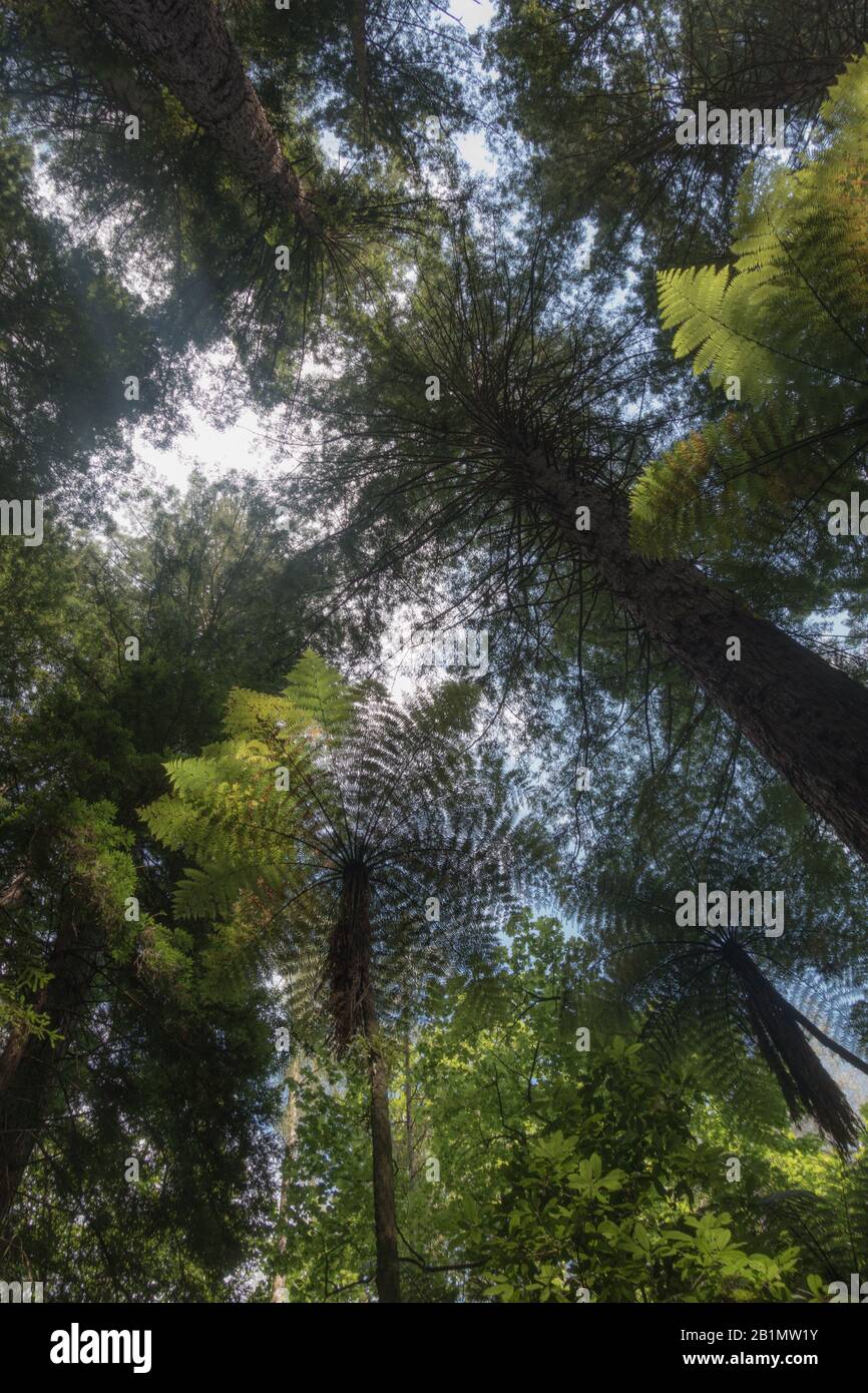 Forest giant fern new zealand hi-res stock photography and images - Alamy