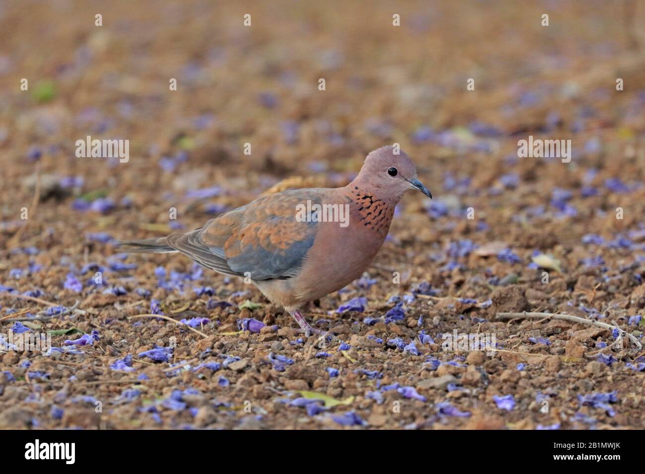 Laughing Dove on the ground amongst Jacaranda flowers in Ethiopia Stock Photo
