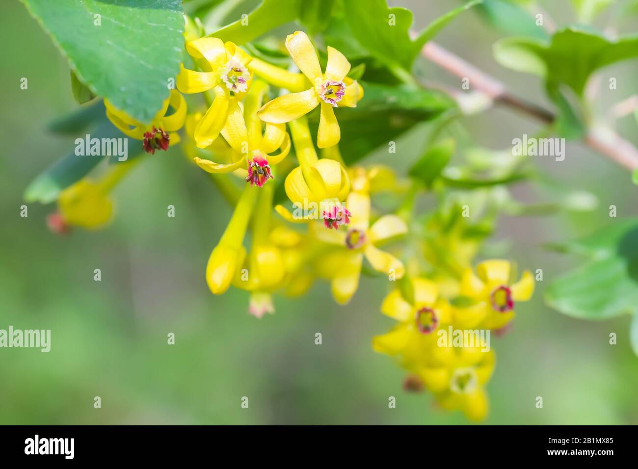 Jostaberry blackcurrant bush branch blossoming for backgrounds in garden. Yellow small flowers with red middles, Stock Photo