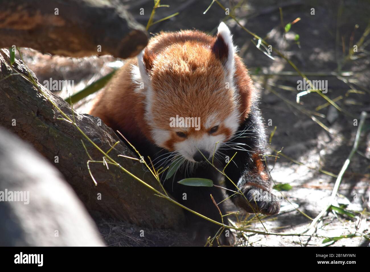 Central park zoo panda hi-res stock photography and images - Alamy