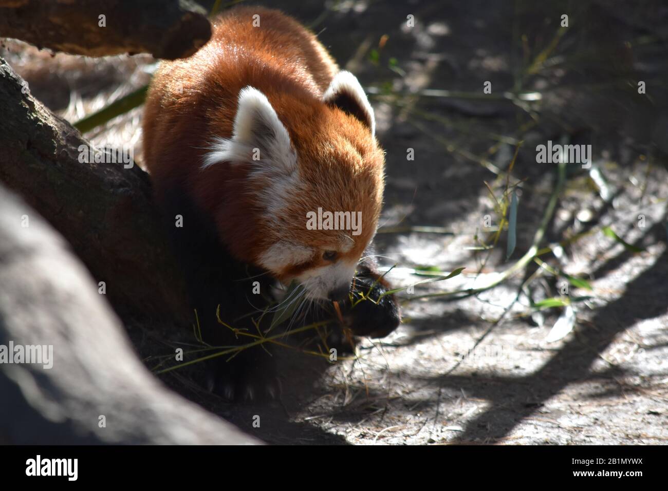 Panda eye close up hi-res stock photography and images - Alamy