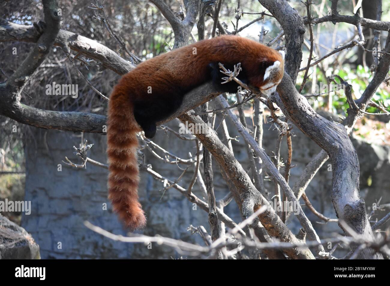 Central park zoo panda hi-res stock photography and images - Alamy