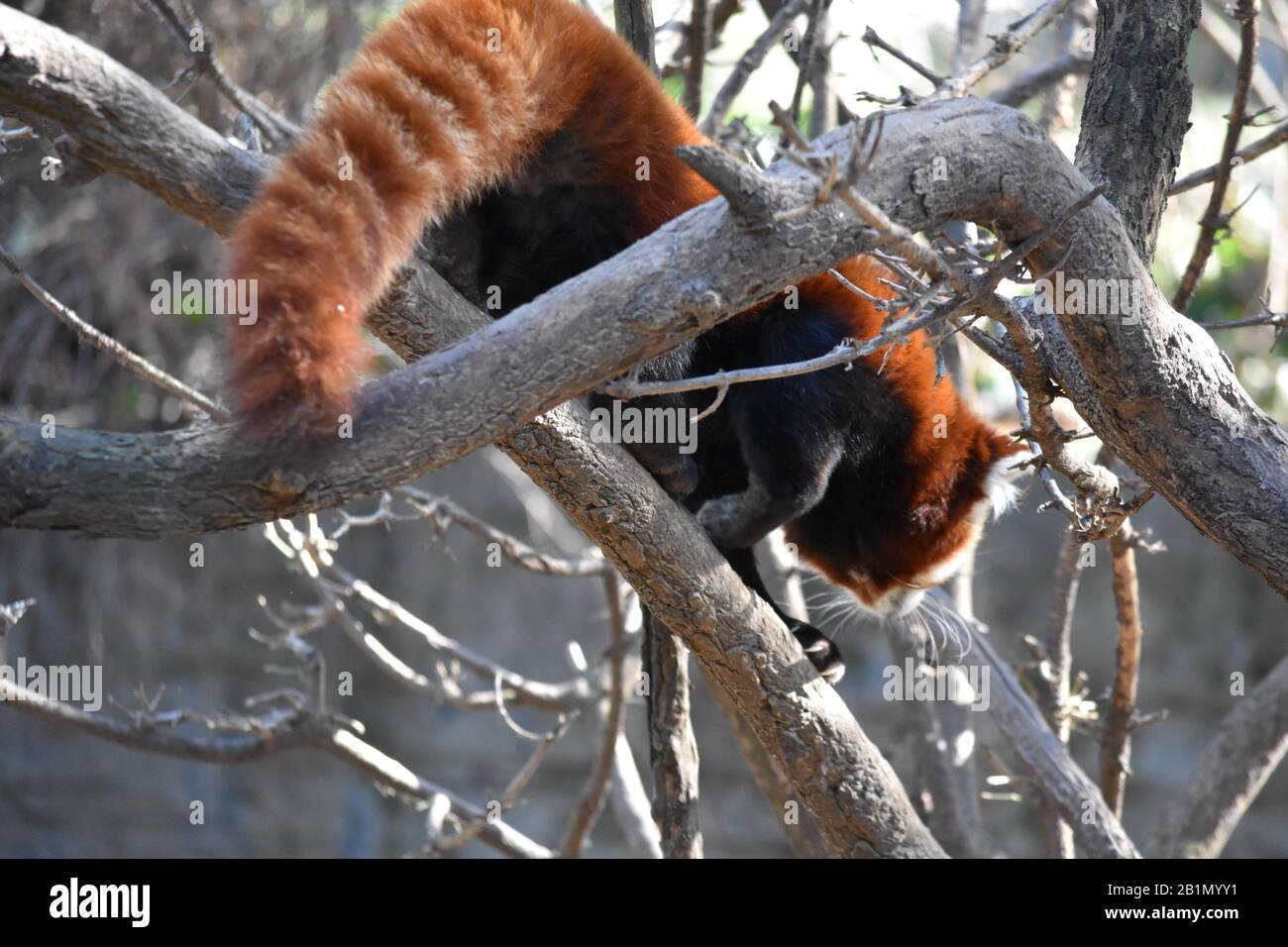 Central park zoo panda hi-res stock photography and images - Alamy