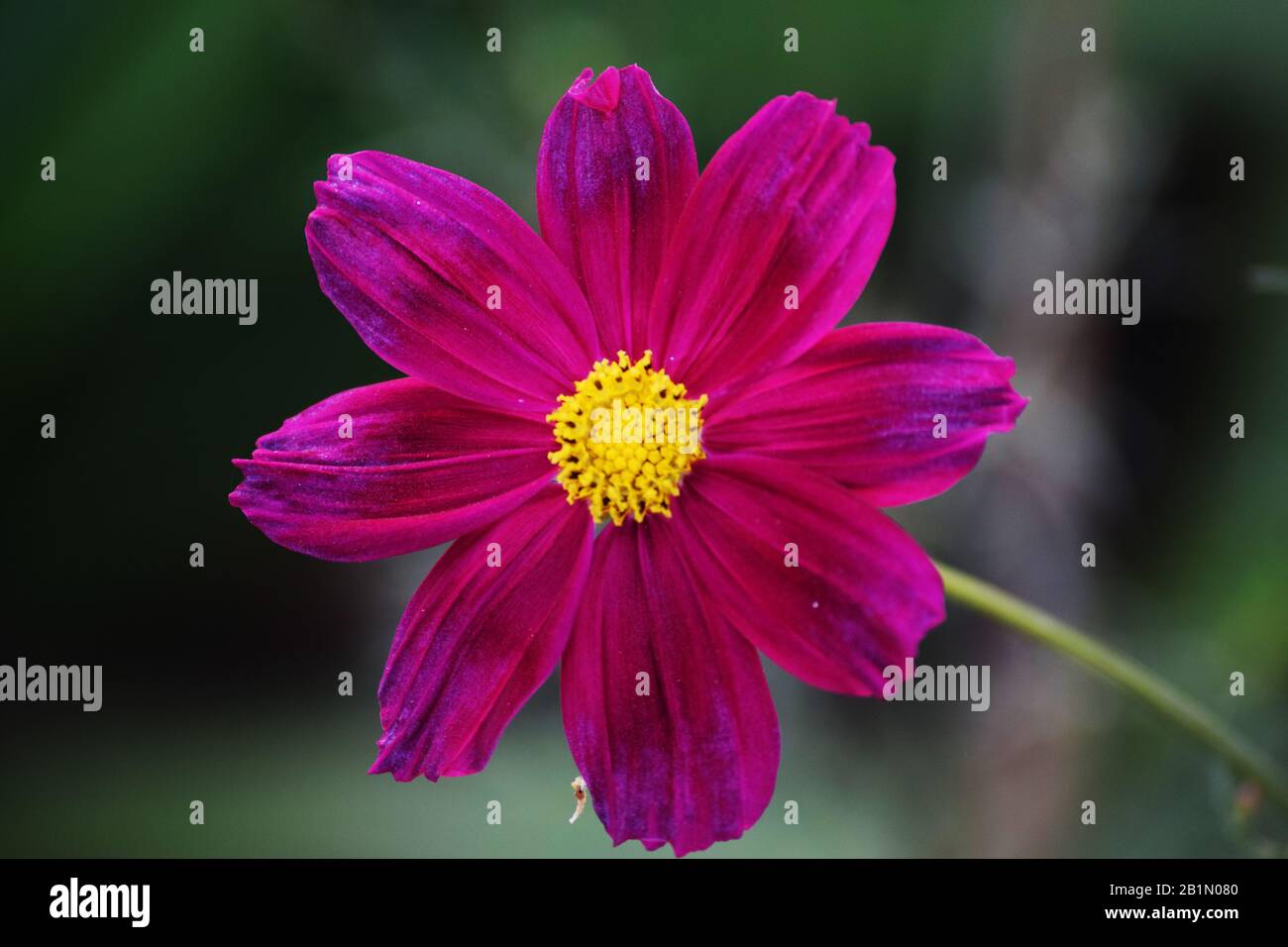 Close up of Cosmos bipinnatus also called Garden cosmos or Mexican aster is herbaceous plant. Popular as ornamental plant in temperate climate.Close u Stock Photo
